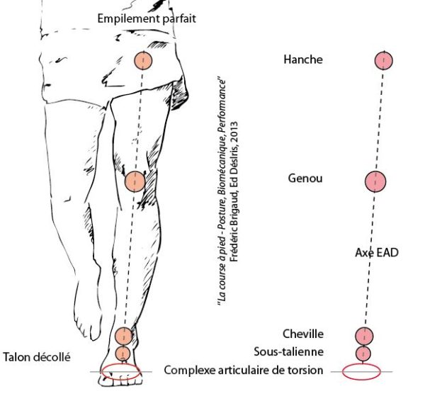 Qualité de pied et biomécanique La foulée idéale EAD